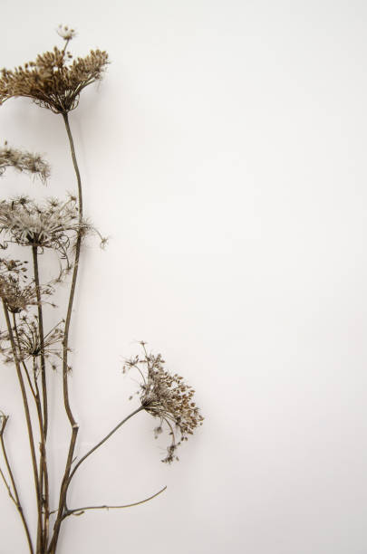 istock Floral composition, border. Dried pressed wildflowers and herbs isolated on white. Pressed floristics, oshibana. Cards, invitations, floral design. Natural eco concept. 2197759561