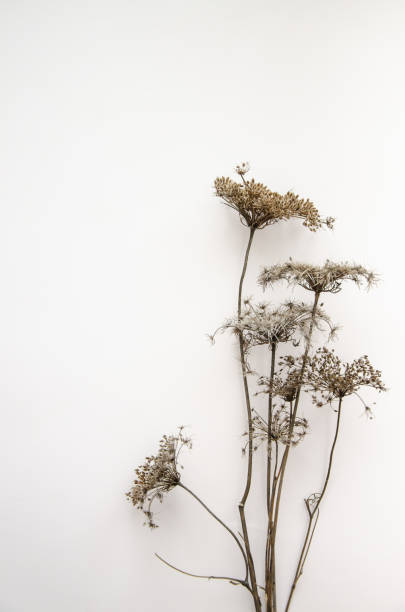 istock Floral composition, border. Dried pressed wildflowers and herbs isolated on white. Pressed floristics, oshibana. Cards, invitations, floral design. Natural eco concept. 2197759563