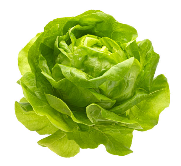 istock Green butter lettuce isolated on white background 2197760459