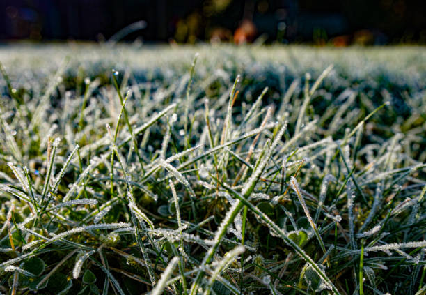 istock Meadow with grass with frost in the morning 2197761063