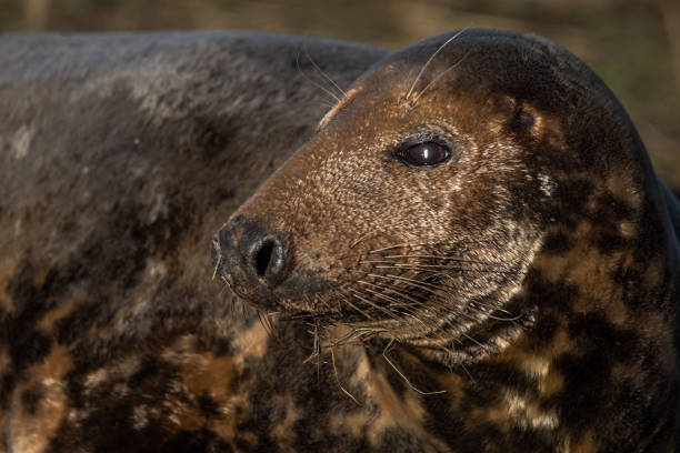 istock Donna Nook grey seal pupping 2197761069
