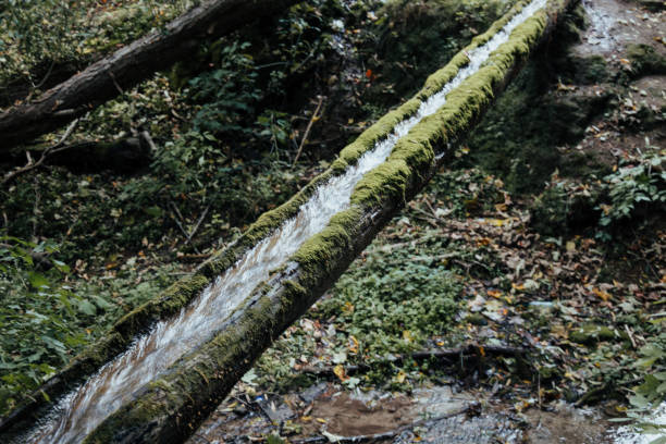 water in a wooden gutter, natural location, water flow, moss on a tree