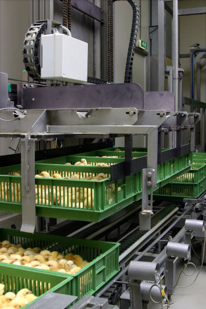 istock At the hatchery, chicks on trays and crates ready to be hatched. 2197762951