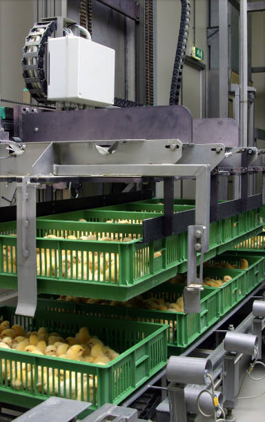 istock At the hatchery, chicks on trays and crates ready to be hatched. 2197762985