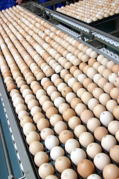 istock At the hatchery, eggs on trays and crates ready to be hatched. 2197763472