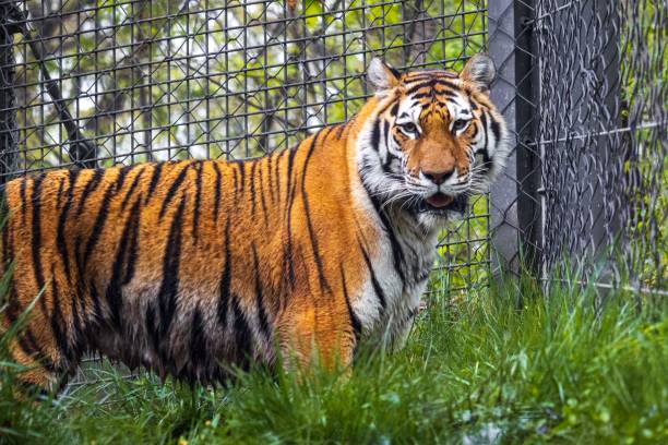 istock Majestic tiger behind a fence 2197766074