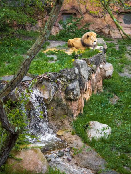istock Majestic lion by a waterfall 2197766081