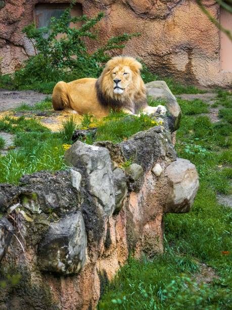 istock Majestic lion resting on a rocky ledge. 2197766094
