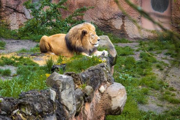 istock Majestic lion resting in zoo 2197766097