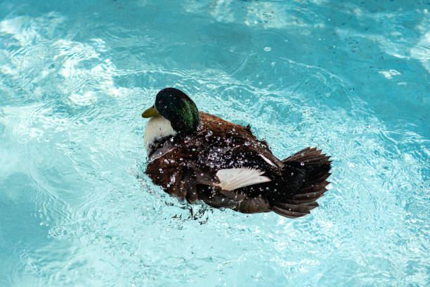 istock Mallard creates water drops around itself as it swims in blue waters 2197766764