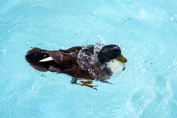 green-headed duck sticking its head in the blue pool water