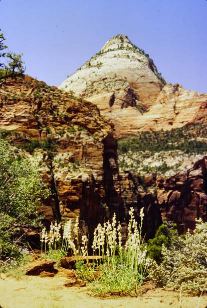 istock Capital Reef National Park Utah June 1983 2197767373