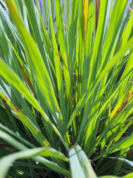 istock Cymbopogon citratus 2197769750