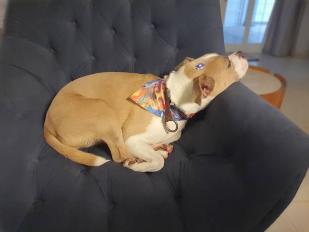 istock Dog lying on armchair with chin resting 2197769851