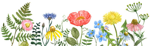 Floral frame made of watercolor hand-painted wildflowers, plants, and herbs. Botanical border illustration.