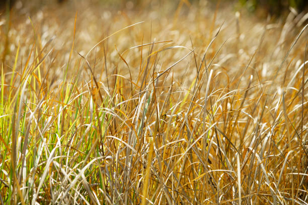 A close-up view of golden grasses illuminated by sunlight, showcasing the delicate textures and vibrant colors found in nature during summer.