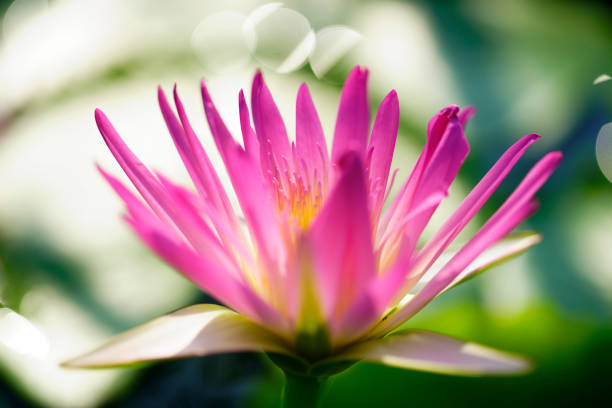 A stunning pink lotus flower blooms gracefully on a serene pond, showcasing vibrant petals and a soft focus background that captures natural beauty.