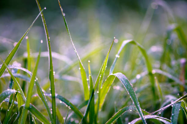 This image captures delicate droplets of dew on verdant grass blades, illuminated by soft morning light, creating a serene and refreshing natural scene.