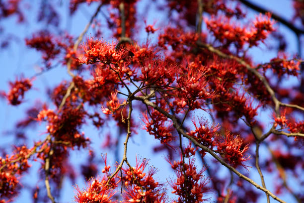 This stunning close-up features vibrant red blossoms on a tree branch, showcasing the beauty of nature against a clear blue sky, perfect for seasonal themes.