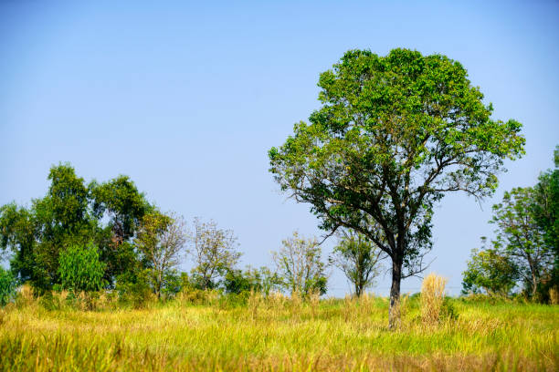 Maasai Mara National Game Reserve Park Narok County Kenyan Landscapes Panoramic Scenic Views Savannah Grasslands Dramatic Clouds Wilderness Great Rift Valley