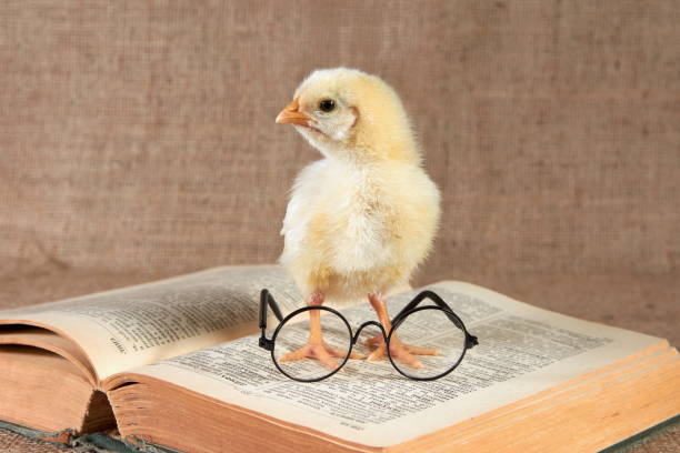 istock A small yellow-mouthed chicken sits on an open book with glasses. 2197773037