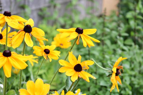 istock Black Eyed Susans 2197773794