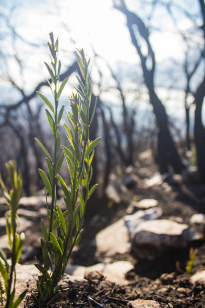 istock New Life Rising: Regrowth After the Flames on Mount Pentelikon 2197779225