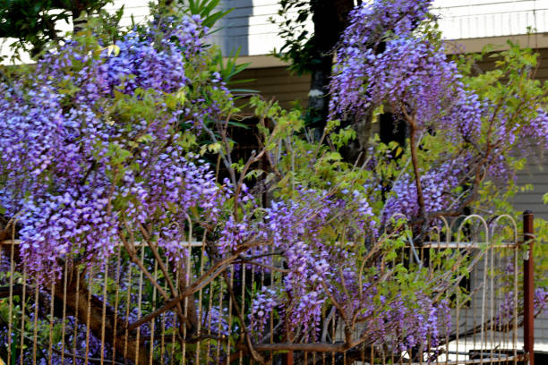 Wisteria is very graceful and attractive plant for spring season, with fragrant, violet-blue or lavender blooms in mid- to late spring. Its long racemes of flowers drape down from soft green heads of foliage. In addition to violet-blue or lavender, blooms can be pinkish or white color.Wisteria is very graceful and attractive plant for spring season, with fragrant, violet-blue or lavender blooms in mid- to late spring. Its long racemes of flowers drape down from soft green heads of foliage.