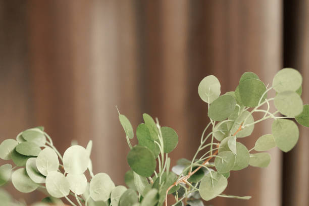 istock Branch of dried eucalyptus leaves. Minimal composition in brown background with copy space. 2197781688