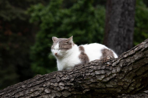 A cat on a tree on a natural background in a summer park.