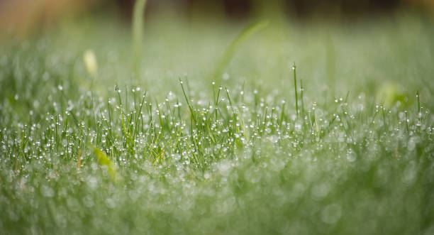 istock Close-Up of Dew Drops on Grass with Sparkling Morning Light Bokeh 2197785818
