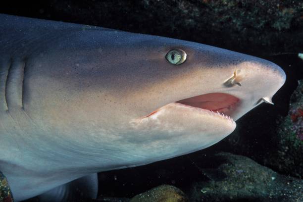 istock White tip reef shark in Revillagigedo archipelago (Mexico) 2197786863