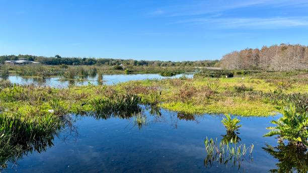 istock Serene Wetlands at Green Cay, Florida 2197787516