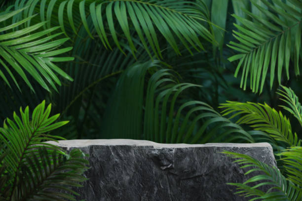 istock Stone tabletop podium stand product outdoors in tropical forest garden nature background.natural pedestal rock display,jungle paradise concept. 2197788959