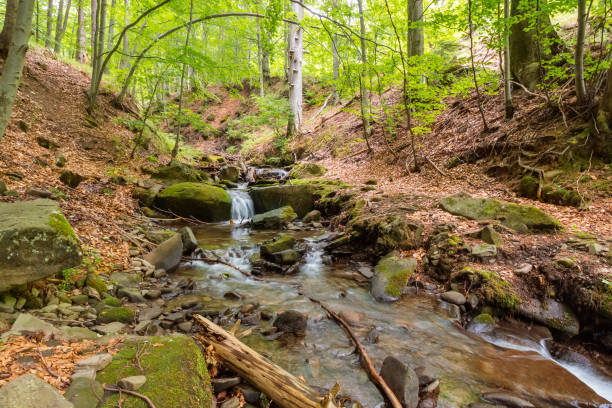 istock landscape with brook in the forest 2197789220