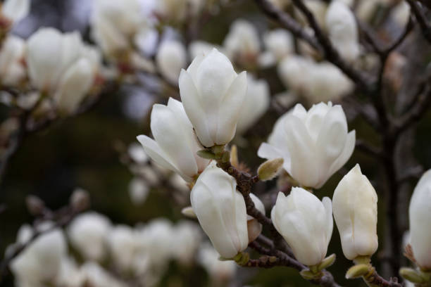 istock Magnolia denudata blooms fragrant white flowers on the branches in early spring. Beautiful white magnolia flowers in the garden 2197789990