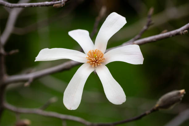 istock blossoming Magnolia kobus flower close-up in spring. 2197790538