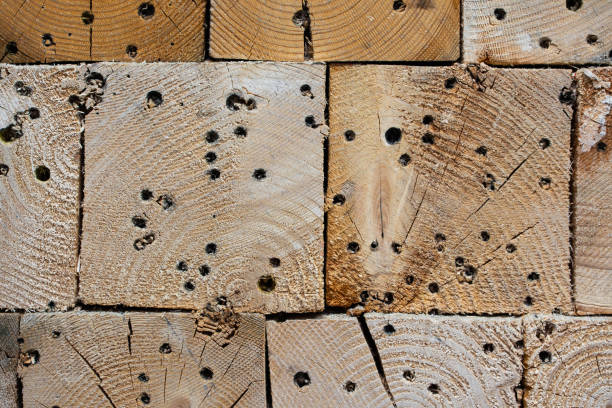 Dead wood piece