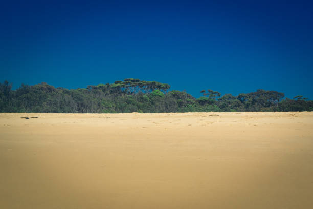 A wide sandy beach stretches towards the horizon, bordered by lush green trees under a clear and vibrant blue sky, showcasing natural beauty and summer serenity.