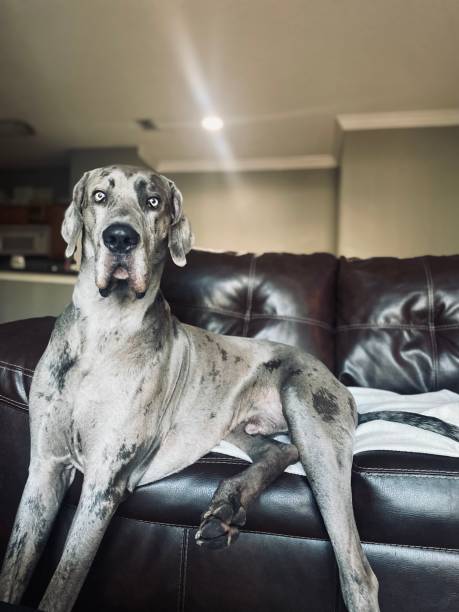 istock Wyatt the Great Dane 2197793467