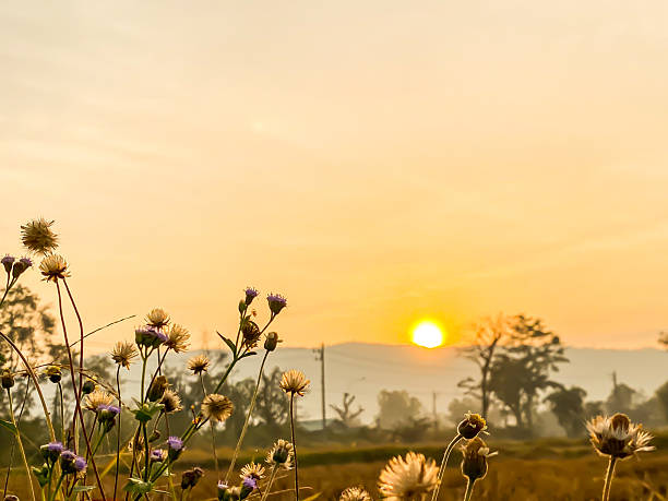 sunset in the hometown with background warm sky.