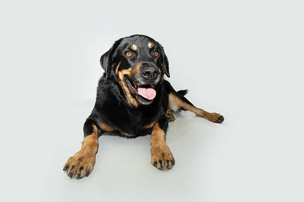 black and tan mixed breed dog portrait outdoors in summer