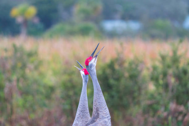A pair of sandhill cranes stands with heads raised, calling loudly.
