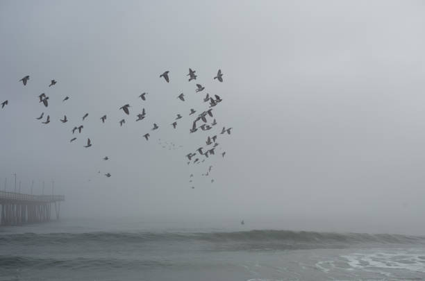 Foggy morning during winter at the beach