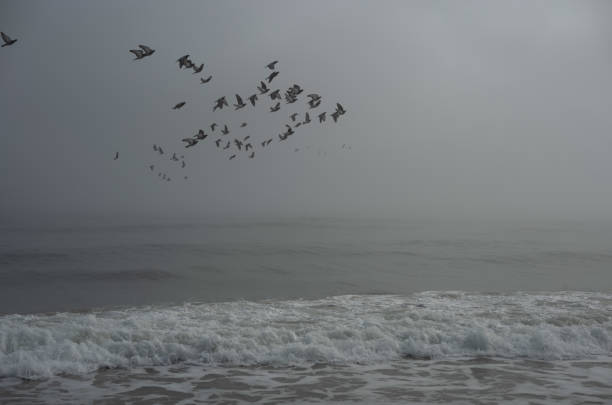 istock Foggy winter day at the Beach 2197796792