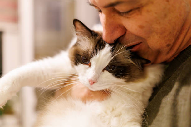 Close-up portrait of happy mature man hugging and kissing his ragdoll cat in the evening at home