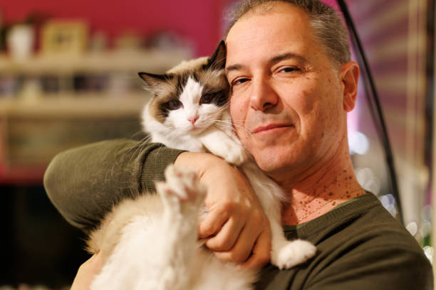 Portrait of happy mature man hugging his ragdoll cat  in the evening at home