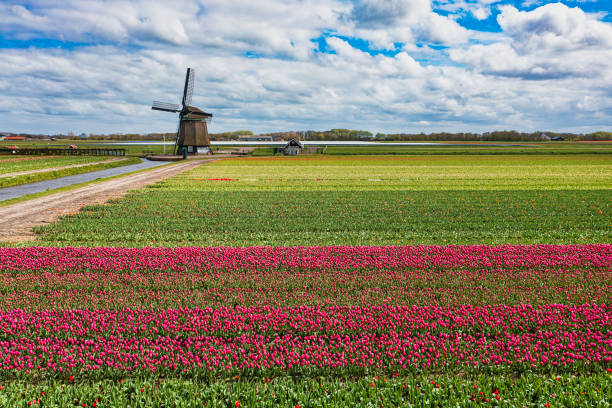 Aerial view of blooming colorful tulip fields and a windmill in the Netherlands