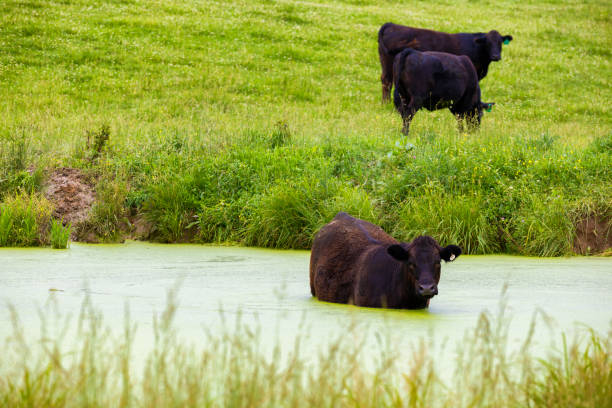 A cow stands in a stock pond looking towards camera in the rural agricultural image in northeastern Tennessee, USA