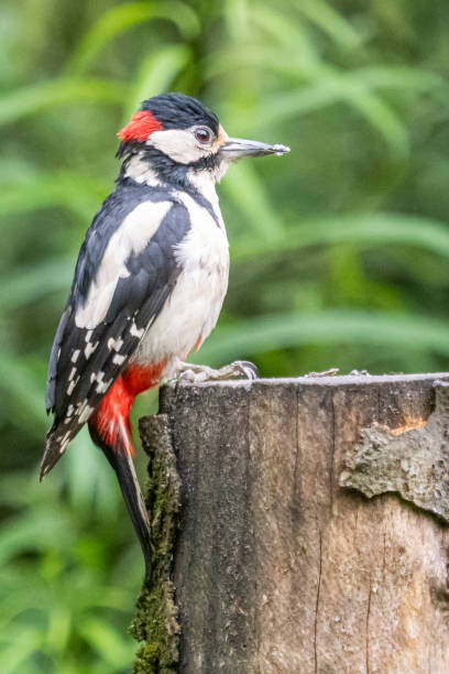istock birds at the local park 2197803219